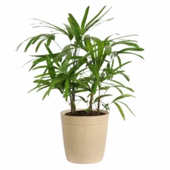 Fast Growing Trees Lady Palm Tree 20 Fast Growing Trees Lady Palm Tree