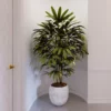 Fast Growing Trees Lady Palm Tree