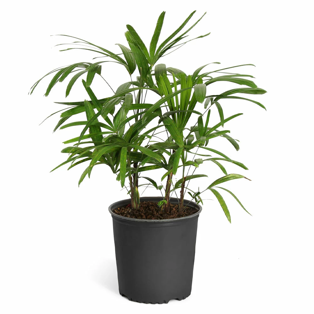 Fast Growing Trees Lady Palm Tree 12 Fast Growing Trees Lady Palm Tree