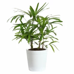 Fast Growing Trees Lady Palm Tree 19 Fast Growing Trees Lady Palm Tree