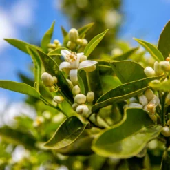 Fast Growing Trees Lane Late Navel Orange