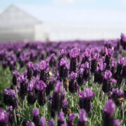 Fast Growing Trees Lavender Standard Topiary Tree