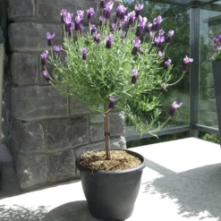Fast Growing Trees Lavender Standard Topiary Tree