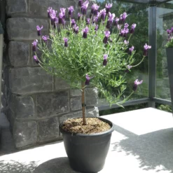 Fast Growing Trees Lavender Standard Topiary Tree