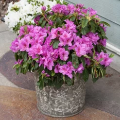 Fast Growing Trees Azalea Shrubs Bloom-A-Thon® Lavender Azalea Shrub