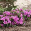 Fast Growing Trees Azalea Shrubs Bloom-A-Thon® Lavender Azalea Shrub