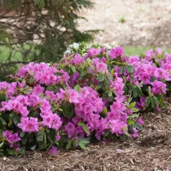 Fast Growing Trees Azalea Shrubs Bloom-A-Thon® Lavender Azalea Shrub