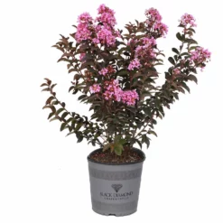 Fast Growing Trees Crape Myrtles Black Diamond® Lavender Lace™ Crape Myrtle Tree 9 Fast Growing Trees Crape Myrtles Black Diamond® Lavender Lace™ Crape Myrtle Tree