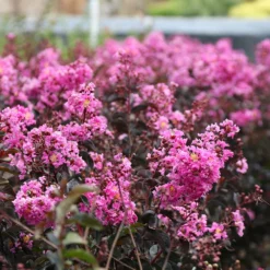 Fast Growing Trees Crape Myrtles Black Diamond® Lavender Lace™ Crape Myrtle Tree 8 Fast Growing Trees Crape Myrtles Black Diamond® Lavender Lace™ Crape Myrtle Tree