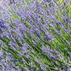 Fast Growing Trees Munstead Lavender See All Shrubs & Hedges