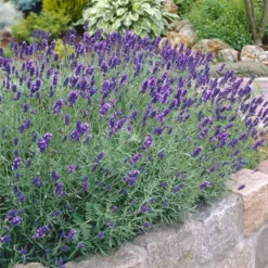 Fast Growing Trees Munstead Lavender See All Shrubs & Hedges