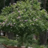 Fast Growing Trees Purple Flowers Lavender Rose Of Sharon Althea Tree