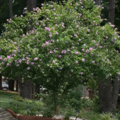 Fast Growing Trees Purple Flowers Lavender Rose Of Sharon Althea Tree