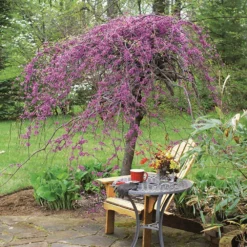 Fast Growing Trees Lavender Twist® Weeping Redbud Tree