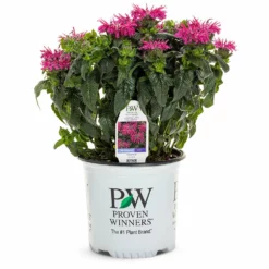 Fast Growing Trees ‘Leading Lady Razzberry’ Bee Balm 9 Fast Growing Trees ‘Leading Lady Razzberry’ Bee Balm