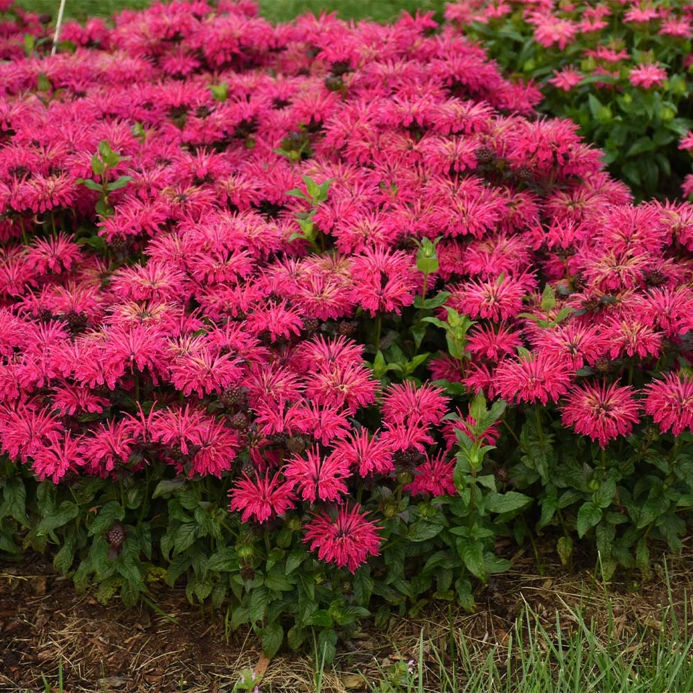 Fast Growing Trees ‘Leading Lady Razzberry’ Bee Balm 4 Fast Growing Trees ‘Leading Lady Razzberry’ Bee Balm