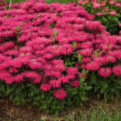 Fast Growing Trees ‘Leading Lady Razzberry’ Bee Balm