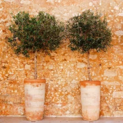 Fast Growing Trees Lecciana Olive Tree