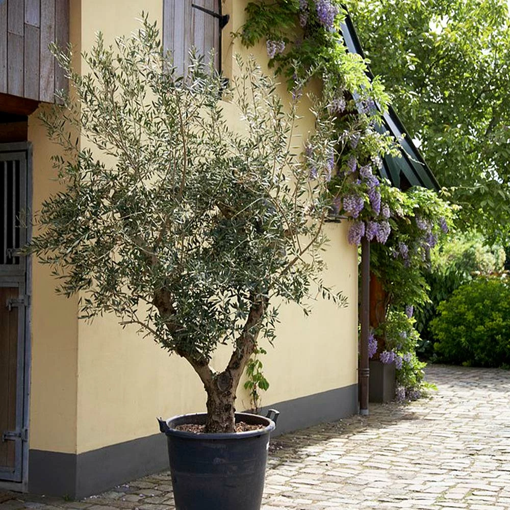 Fast Growing Trees Lecciana Olive Tree 5 Fast Growing Trees Lecciana Olive Tree