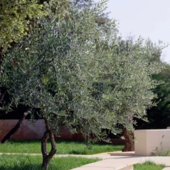 Fast Growing Trees Lecciana Olive Tree 10 Fast Growing Trees Lecciana Olive Tree