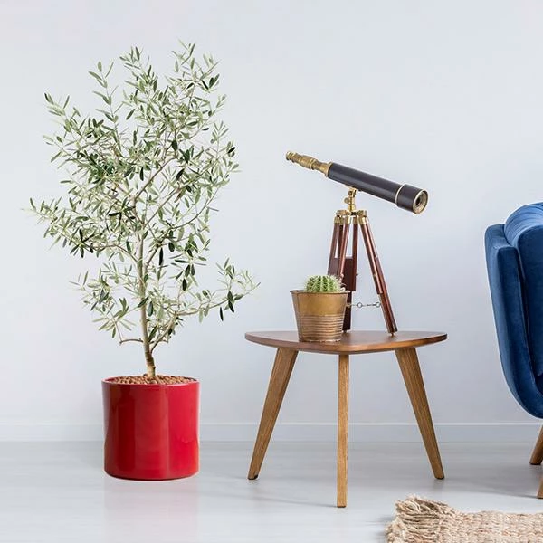 Fast Growing Trees Olive Trees Leccino Olive Tree 3 Fast Growing Trees Olive Trees Leccino Olive Tree