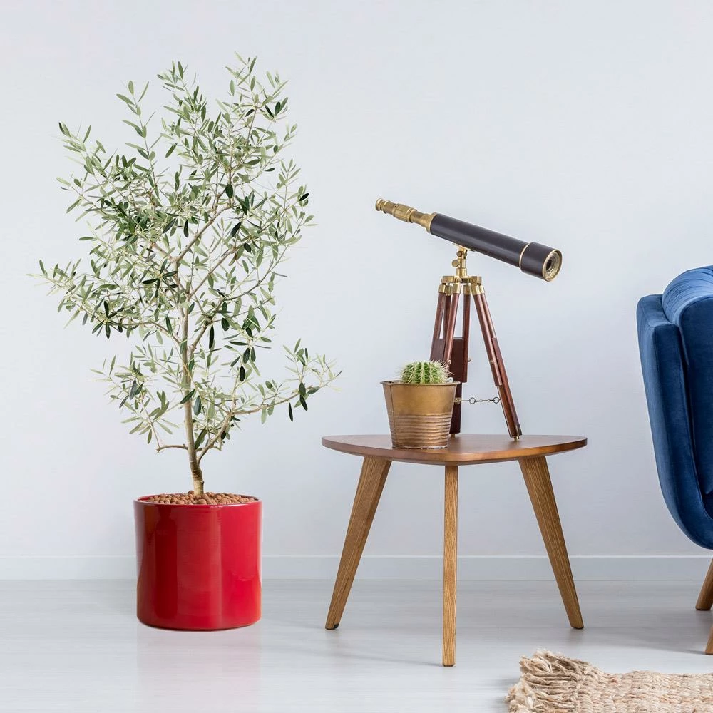 Fast Growing Trees Olive Trees Leccino Olive Tree 4 Fast Growing Trees Olive Trees Leccino Olive Tree