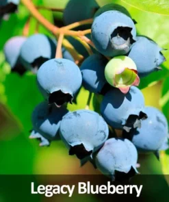 Fast Growing Trees 3-in-1 Blueberry Bush (Northern Highbush) Blueberry Bushes