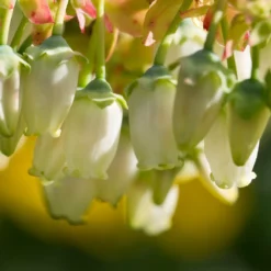 Fast Growing Trees Legacy Blueberry Bush
