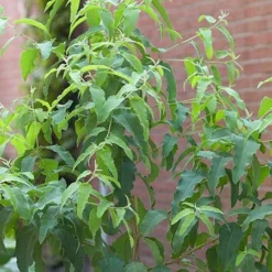 Fast Growing Trees Lemon Eucalyptus Tree