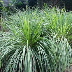 Fast Growing Trees Ornamental Grasses Lemon Grass Plant (Cymbopogon Citratus) 10 Fast Growing Trees Ornamental Grasses Lemon Grass Plant (Cymbopogon Citratus)