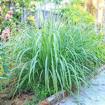 Fast Growing Trees Ornamental Grasses Lemon Grass Plant (Cymbopogon Citratus) 3 Fast Growing Trees Ornamental Grasses Lemon Grass Plant (Cymbopogon Citratus)