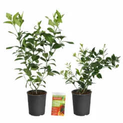 Fast Growing Trees Meyer Lemon + Key Lime Bush Pack
