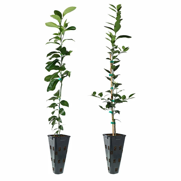 Fast Growing Trees Meyer Lemon + Key Lime Tree Pack Citrus Trees 3 Fast Growing Trees Meyer Lemon + Key Lime Tree Pack Citrus Trees