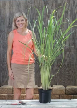 Fast Growing Trees Ornamental Grasses Lemon Grass Plant (Cymbopogon Citratus) 11 Fast Growing Trees Ornamental Grasses Lemon Grass Plant (Cymbopogon Citratus)
