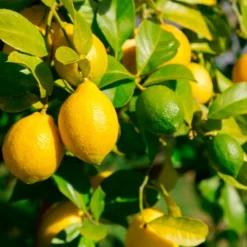 Fast Growing Trees Lemon-Lime Citrus Bush