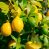 Fast Growing Trees Citrus Trees Lemon-Lime Citrus Tree