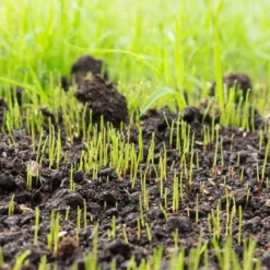 Fast Growing Trees Lesco Double Eagle Ryegrass Seed Erosion Control 9 Fast Growing Trees Lesco Double Eagle Ryegrass Seed Erosion Control