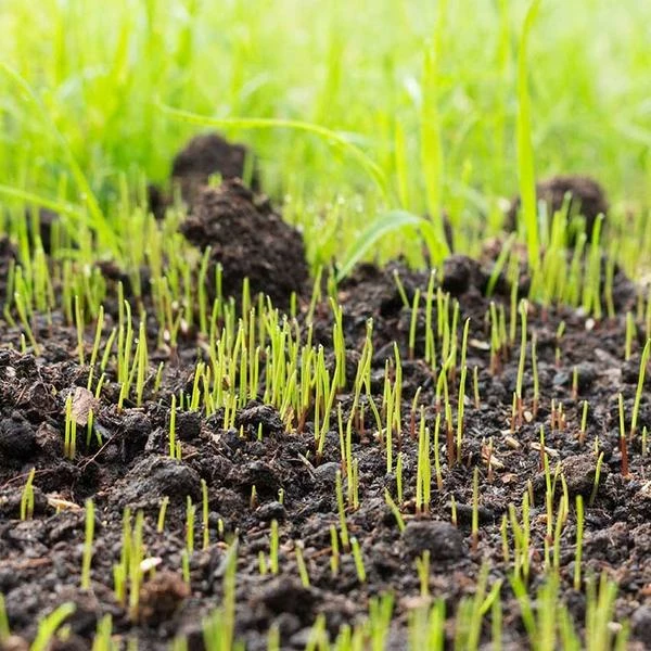 Fast Growing Trees Lesco Double Eagle Ryegrass Seed Erosion Control 6 Fast Growing Trees Lesco Double Eagle Ryegrass Seed Erosion Control