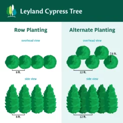 Fast Growing Trees Leyland Cypress Tree Cypress Trees