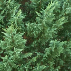 Fast Growing Trees Leyland Cypress Tree Cypress Trees