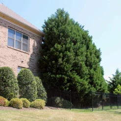 Fast Growing Trees Leyland Cypress Tree Cypress Trees