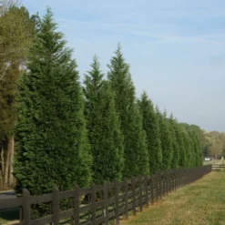Fast Growing Trees Leyland Cypress Tree Cypress Trees
