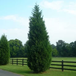 Fast Growing Trees Leyland Cypress Tree Cypress Trees