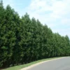 Fast Growing Trees Leyland Cypress Tree Cypress Trees