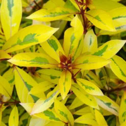 Fast Growing Trees Lime Sizzler™ Firebush See All Shrubs & Hedges