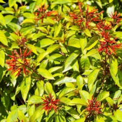 Fast Growing Trees Lime Sizzler™ Firebush See All Shrubs & Hedges