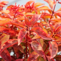 Fast Growing Trees Lime Sizzler™ Firebush See All Shrubs & Hedges