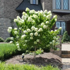 Fast Growing Trees See All Flowering Trees Limelight Hydrangea Tree