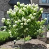 Fast Growing Trees See All Flowering Trees Limelight Hydrangea Tree