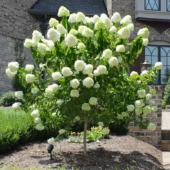Fast Growing Trees See All Flowering Trees Limelight Hydrangea Tree